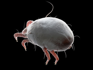 3d rendered medically accurate illustration of a dust mite