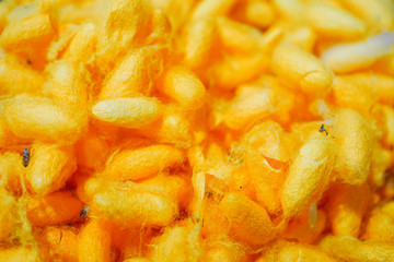 Thai silkworm cocoons 