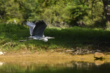 Heron flying over the river and meadows.