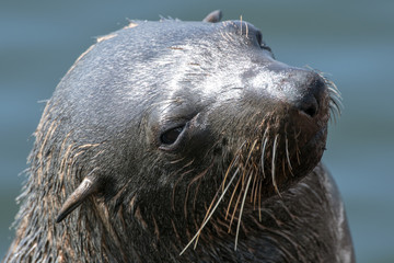 Cape Fur Seal