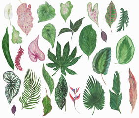 Colorful floral collection with tropical leaves and beautiful flowers, drawing watercolor. Design for invitation, wedding or greeting cards