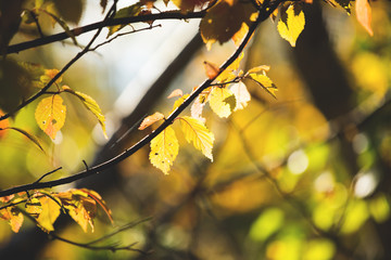 Fall background with bright yellow leaves on branches at sunset. Image of amazing Golden autumn.