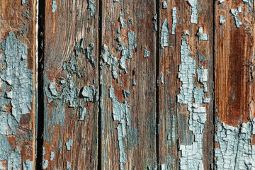 Vintage painted wooden background texture of wooden weathered rustic wall with peeling paint. Empty space for copy old wood texture. Cracked paint with lots of small cracks, abstract grunge texture