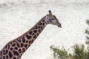 Giraffe in Kruger National park, South Africa . Specie Giraffa camelopardalis family of Giraffidae