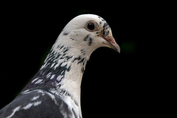 Pigeon