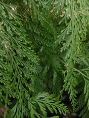 Recurso grafico, plant, green, 