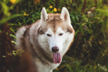 Close-up Portrait of attentive Siberian Husky dog sitting in the bright enchanting fall forest