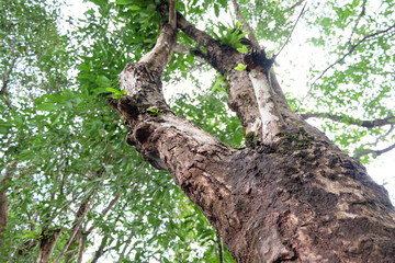 tree