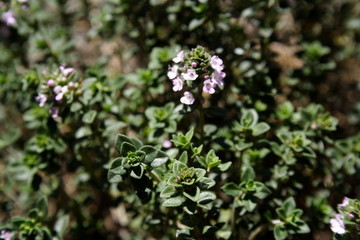 Lemon Thyme