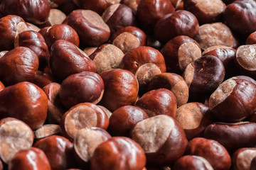 close up of chestnut seeds