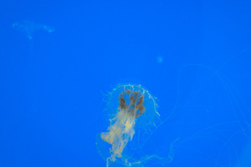 Tropical jellyfish underwater