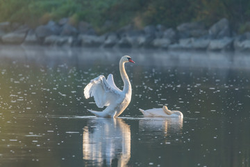 swan on river
