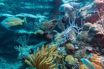 Fishes swimming in the Caribbean Sea of Mexico