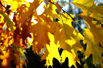 oak leaves 3