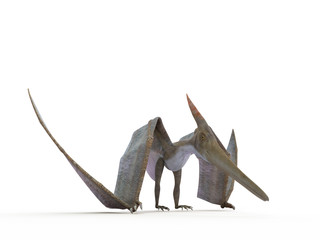 3d rendered illustration of a Pteranodon © Sebastian Kaulitzki
