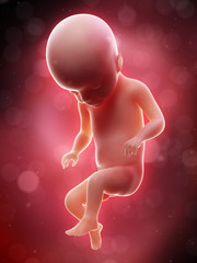 3d rendered medically accurate illustration of a human fetus - week 22