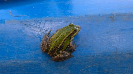 Green frog on the blue kayak