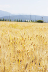 麦畑