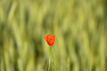 red poppy in field