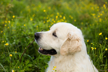 Profile portrait of gorgeous white dog breed golden retriever in the green grass and flowers background