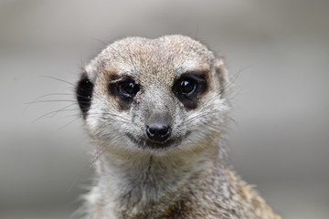 Fototapeta premium meerkat on guard