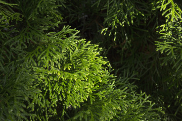 Naklejka na ściany i meble branches of green thuja