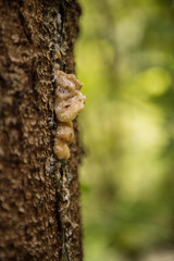 Amber pine resin. Amber pitch on bark of a tree trunk