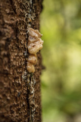 Amber pine resin. Amber pitch on bark of a tree trunk