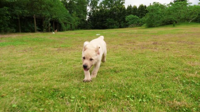 One adorable puppy running to the camera outdoor, 4k