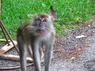 Monkey or troupe of monkeys in the wild. There are different species of monkeys which can be found. This are crab eating macaque which is found in Malaysia.