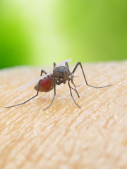 3d rendered illustration of a mosquito bitiing a human