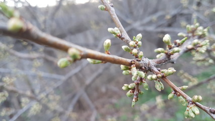 Plum buds