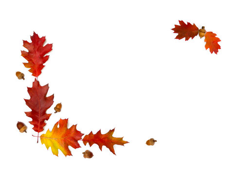 Frame of beautiful autumnal red oak leaves and acorn on a white background with space for text. Top view, flat lay.