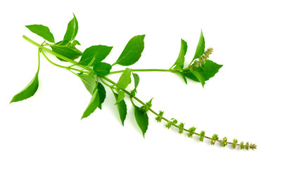 Thyme Culinary Herb Plant (Thymus). Isolated on White.