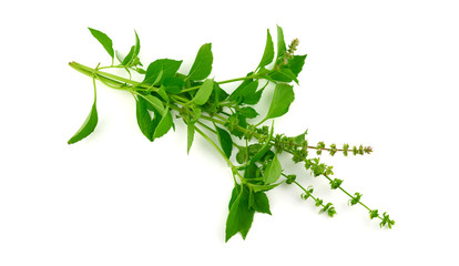 Thyme Culinary Herb Plant (Thymus). Isolated on White.