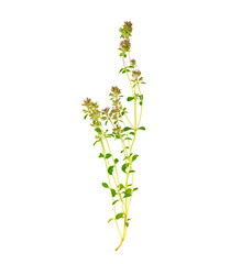 Isolated Blooming Thyme. Macro Flower Herb (Thymus).