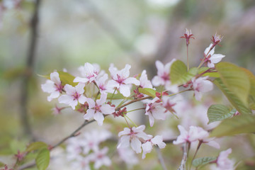 Image of Soft focus Cherry Blossom or Sakura flowers on natural background