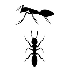 Ant the icon, logo on a white background