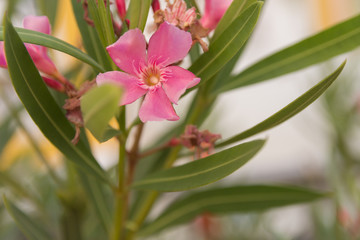  Flower with pink shades