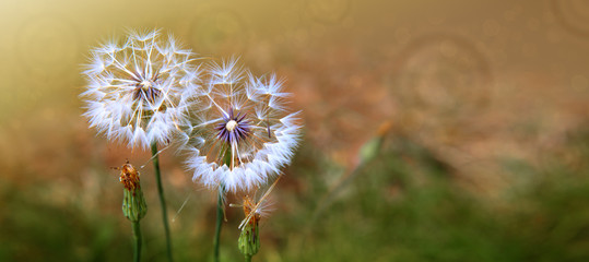 Two dandelion in spring field. Flowers background.