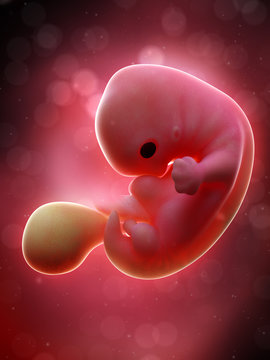3d rendered medically accurate illustration of a human fetus - week 7