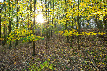 Naklejka premium Autumn landscape with sun and sun beams