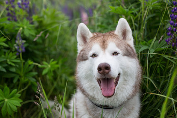 Portrait of happy beige dog breed siberian husky with tonque hanging out sitting in lupin flowers