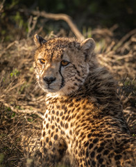 junger Gepard