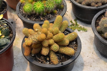 Cactus flower plants