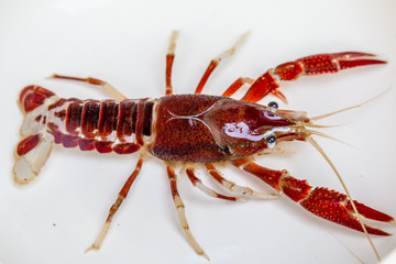 Crayfish 