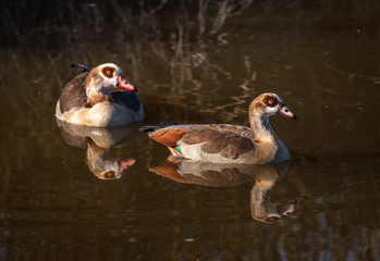 nilgänse