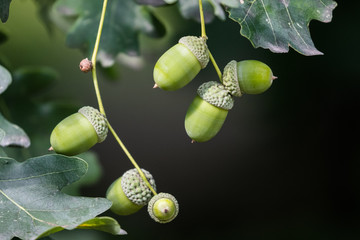 Zielone żołędzie na drzewie © Anna