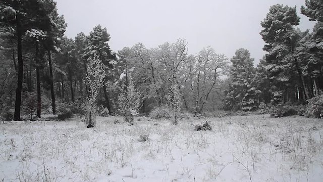 Nevando en bosque de pinos, robles y abetos