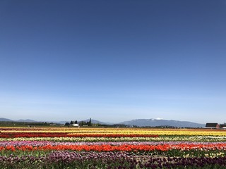 Spring tulip field